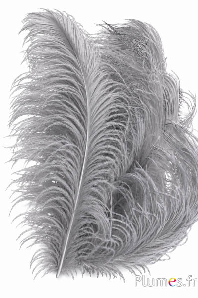 Struzzo premium - 50-60 cm - grigi